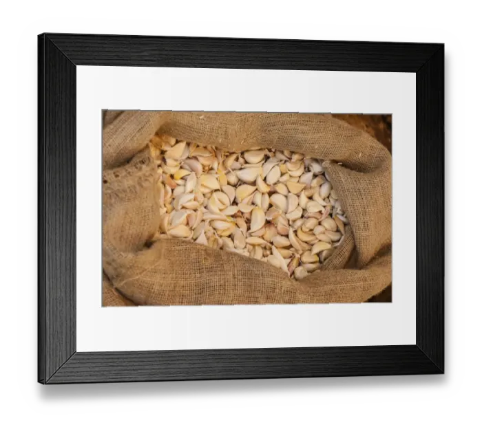 Framed Print : Garlic -Allium sativum- in a jute bag Framed Print : Garlic -Allium sativum- in a jute bag