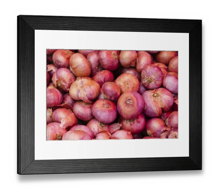 Framed Print : Onions -Allium cepa- Framed Print : Onions -Allium cepa-