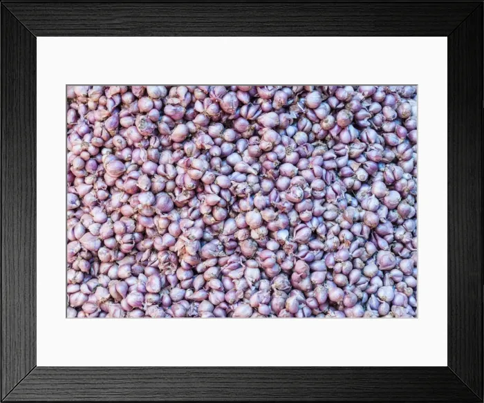 Framed Print : Garlic -Allium sativum- Framed Print : Garlic -Allium sativum-