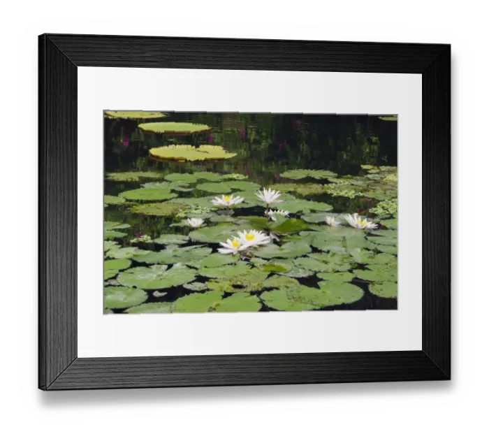 Framed Print : Water lilies -Nymphaea-, water lily pond in the water palace, Tirtagangga, Bali, Indonesia Framed Print : Water lilies -Nymphaea-, water lily pond in the water palace, Tirtagangga, Bali, Indonesia
