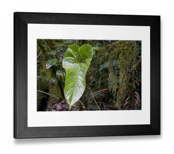 Framed Print : Cloud forest vegetation with leaf of the flamingo flower -Anthurium ochranthum-, San Gerardo de Dota, Province of San Jose, Costa Rica, Central America Framed Print : Cloud forest vegetation with leaf of the flamingo flower -Anthurium ochranthum-, San Gerardo de Dota, Province of San Jose, Costa Rica, Central America
