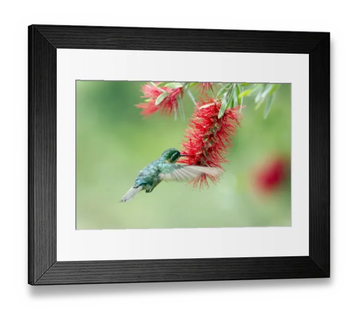 Framed Print : Purple-throated Mountain-gem -Lampornis calolaema-, female, San Gerardo de Dota, San Jose Province, Costa Rica, Central America Framed Print : Purple-throated Mountain-gem -Lampornis calolaema-, female, San Gerardo de Dota, San Jose Province, Costa Rica, Central America