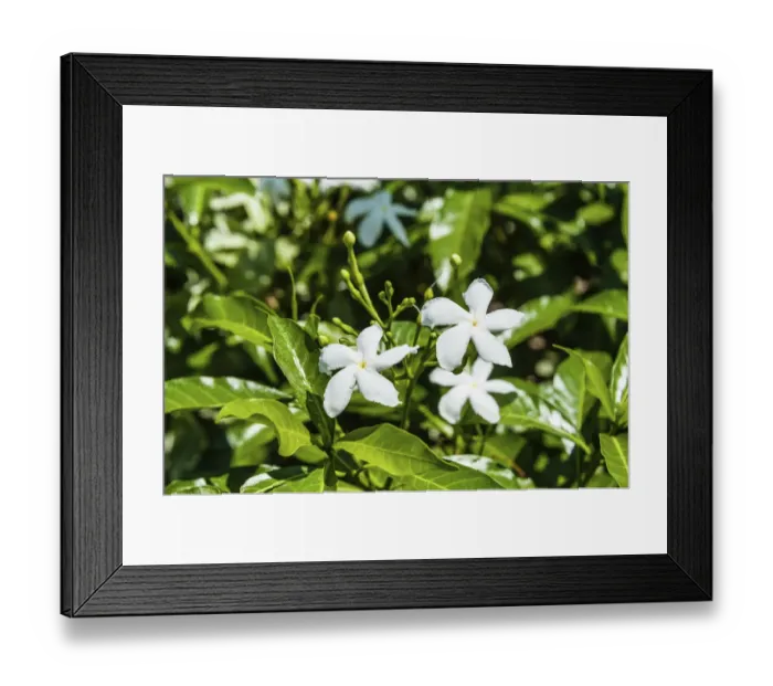 Framed Print : Pinwheel Flowers -Tabernaemontana divaricata-, white flowers, Tamil Nadu, India Framed Print : Pinwheel Flowers -Tabernaemontana divaricata-, white flowers, Tamil Nadu, India