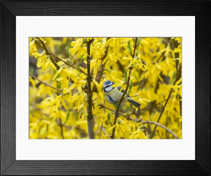 Framed Print : Blue Tit -Cyanistes caeruleus syn Parus caeruleus-, Fuldabruck, Hesse, Germany Framed Print : Blue Tit -Cyanistes caeruleus syn Parus caeruleus-, Fuldabruck, Hesse, Germany