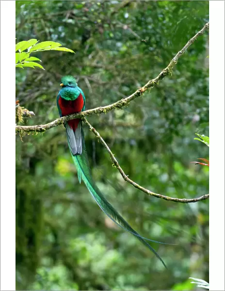 Resplendent Quetzal -Pharomacrus mocinno-, male, San Gerardo de Dota, Province of San Jose, Costa Rica, Central America