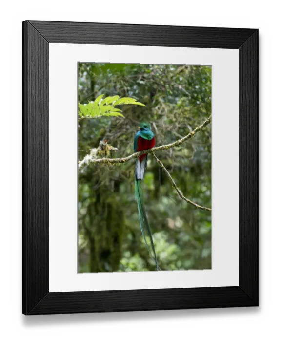 Framed Print : Resplendent Quetzal -Pharomacrus mocinno-, male, San Gerardo de Dota, San Jose Province, Costa Rica, Central America Framed Print : Resplendent Quetzal -Pharomacrus mocinno-, male, San Gerardo de Dota, San Jose Province, Costa Rica, Central America