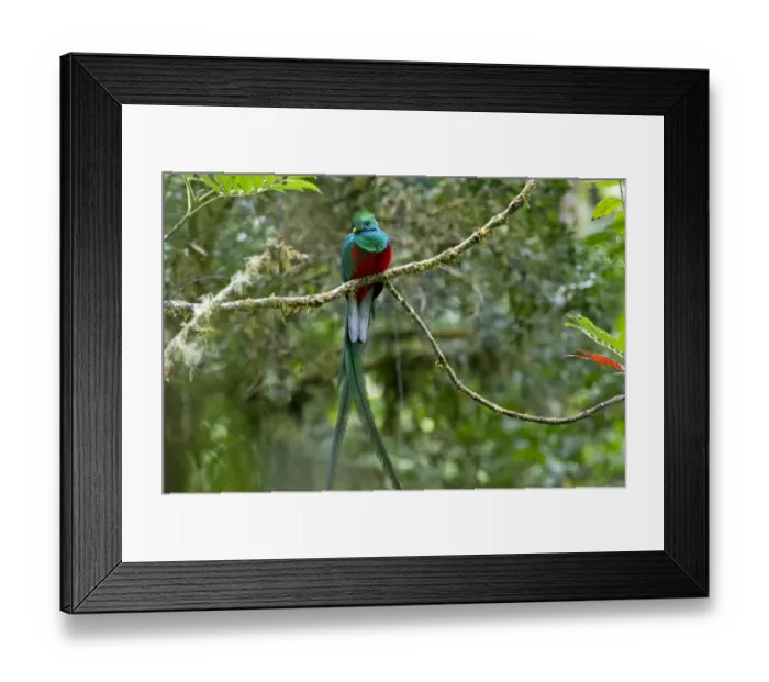 Framed Print : Resplendent Quetzal -Pharomacrus mocinno-, male, San Gerardo de Dota, San Jose Province, Costa Rica, Central America Framed Print : Resplendent Quetzal -Pharomacrus mocinno-, male, San Gerardo de Dota, San Jose Province, Costa Rica, Central America