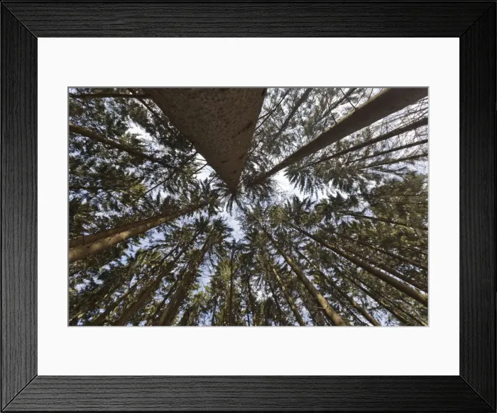 Framed Print : Norway Spruce -Picea abies-, wide-angle view, worms eye view, Bergisches Land region, North Rhine-Westphalia, Germany, Europe Framed Print : Norway Spruce -Picea abies-, wide-angle view, worms eye view, Bergisches Land region, North Rhine-Westphalia, Germany, Europe