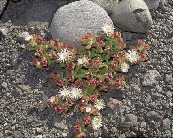 Common Ice Plant or Crystalline Iceplant -Mesembryanthemum crystallinum-, La Gomera, Canary Islands, Spain, Europe, La Gomera, Valle Gran Rey, Canary Islands, Spain