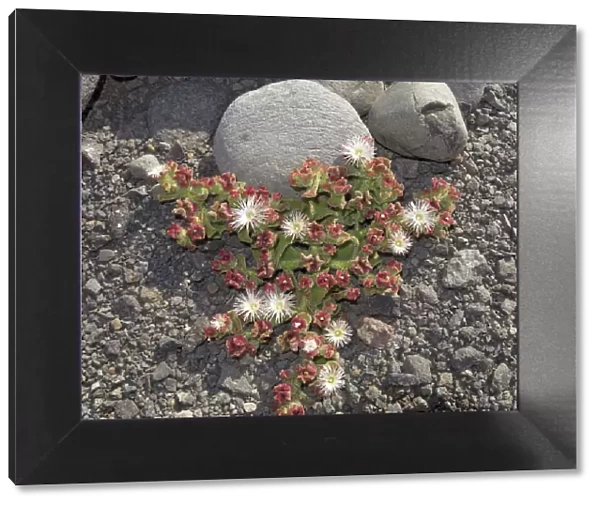 Common Ice Plant or Crystalline Iceplant -Mesembryanthemum crystallinum-, La Gomera, Canary Islands, Spain, Europe, La Gomera, Valle Gran Rey, Canary Islands, Spain