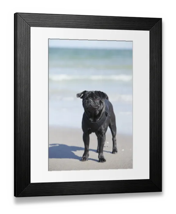 Framed Print : Black pug standing on a beach