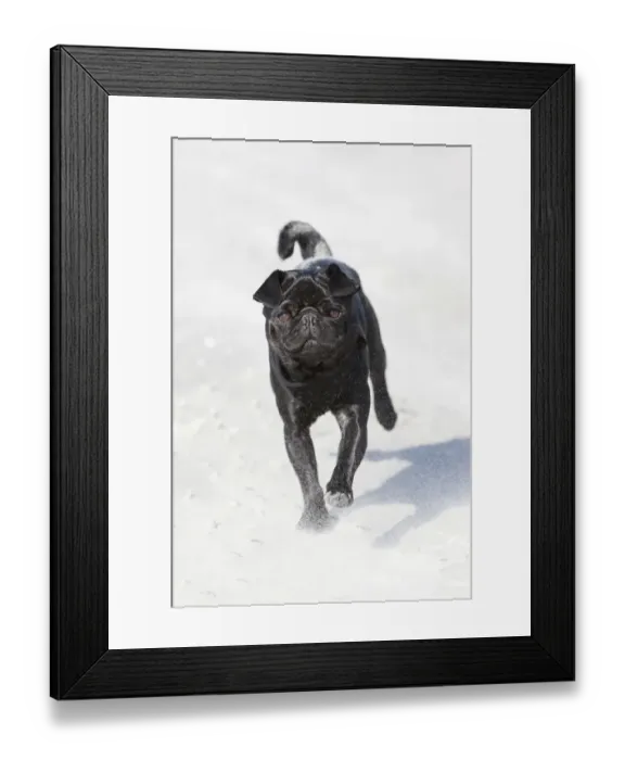 Framed Print : Black pug running on the beach, frolicking Framed Print : Black pug running on the beach, frolicking