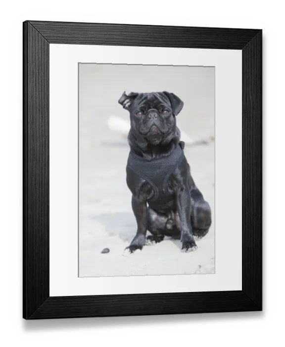 Framed Print : Black pug sitting on a beach
