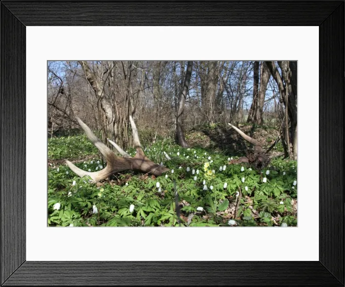 Framed Print : Shed antlers, Red Deer -Cervus elaphus-, lying between anemones, Allgaeu, Bavaria, Germany, Europe Framed Print : Shed antlers, Red Deer -Cervus elaphus-, lying between anemones, Allgaeu, Bavaria, Germany, Europe