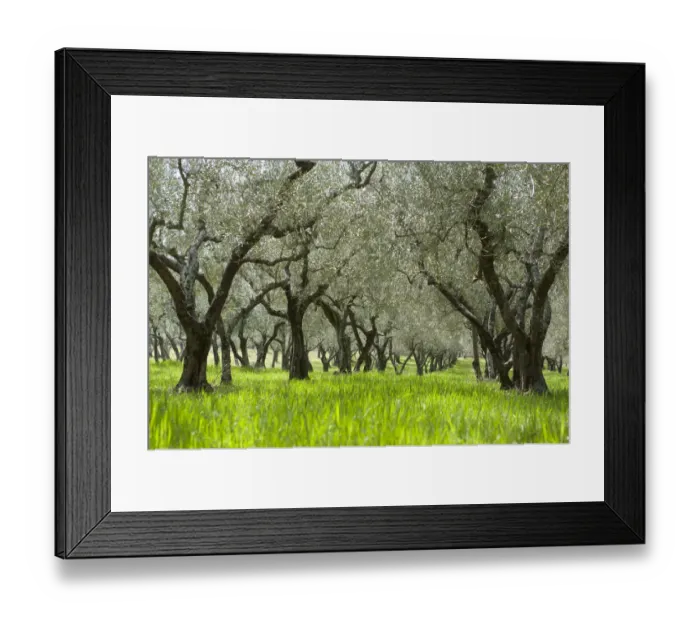 Framed Print : Olive orchard, green grass, near Bolsena, Lazio, Italy, Southern Europe, Europe