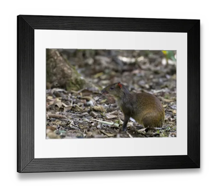 Framed Print : Central American Agouti -Dasyprocta punctata-, San Vito, Puntarenas Province, Costa Rica, Central America Framed Print : Central American Agouti -Dasyprocta punctata-, San Vito, Puntarenas Province, Costa Rica, Central America