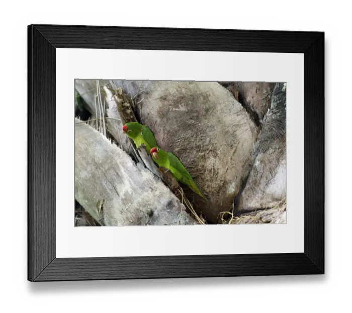 Framed Print : Finschs Parakeet, Finschs Conure or Crimson-fronted Parakeet -Aratinga finschi-, Wilson Botanical Gardens, San Vito, Puntarenas Province, Costa Rica, Central America Framed Print : Finschs Parakeet, Finschs Conure or Crimson-fronted Parakeet -Aratinga finschi-, Wilson Botanical Gardens, San Vito, Puntarenas Province, Costa Rica, Central America