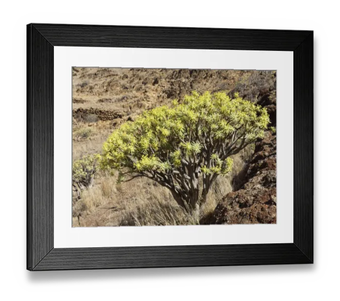 Framed Print : Spurge -Euphorbia berthelotii-, La Gomera, Canary Islands, Spain, Europe Framed Print : Spurge -Euphorbia berthelotii-, La Gomera, Canary Islands, Spain, Europe