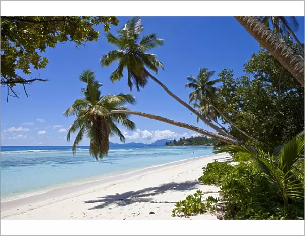 Coconut palms -Cocos nucifera- on the beach of Anse La Passe, Silhouette Island, Seychelles, Africa, Indian Ocean