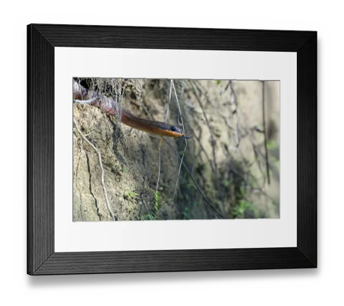 Framed Print : Neotropical Bird Snake or Dos Cocorite -Pseustes poecilonotus-, Dos Brazos, Osa Peninsula, Puntarenas Province, Costa Rica, Central America Framed Print : Neotropical Bird Snake or Dos Cocorite -Pseustes poecilonotus-, Dos Brazos, Osa Peninsula, Puntarenas Province, Costa Rica, Central America