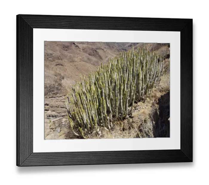 Framed Print : Balsamiferous spurge -Euphorbis balsmifera-, Alajero, La Gomera, Canary Islands, Spain, Europe Framed Print : Balsamiferous spurge -Euphorbis balsmifera-, Alajero, La Gomera, Canary Islands, Spain, Europe