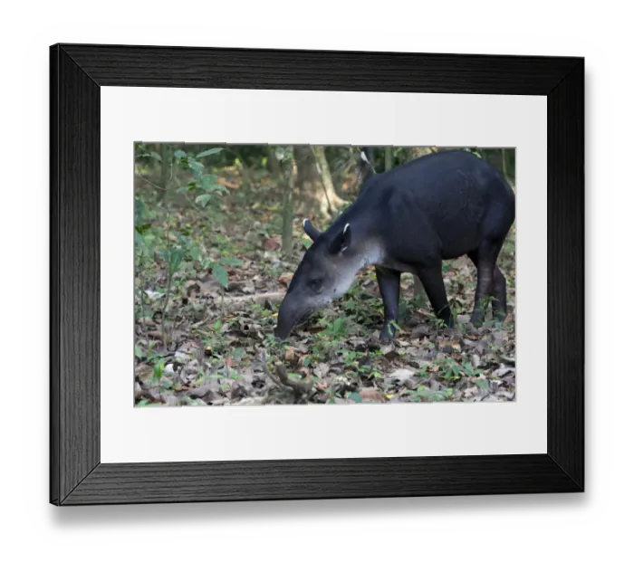 Framed Print : Central American Tapir or Bairds Tapir -Tapirus bairdii-, Sirena, Corcovado National Park, Puntarenas Province, Costa Rica, Central America Framed Print : Central American Tapir or Bairds Tapir -Tapirus bairdii-, Sirena, Corcovado National Park, Puntarenas Province, Costa Rica, Central America
