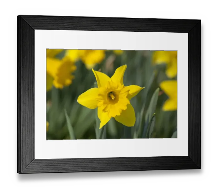 Framed Print : Daffodils -Narcissus pseudonarcissus-