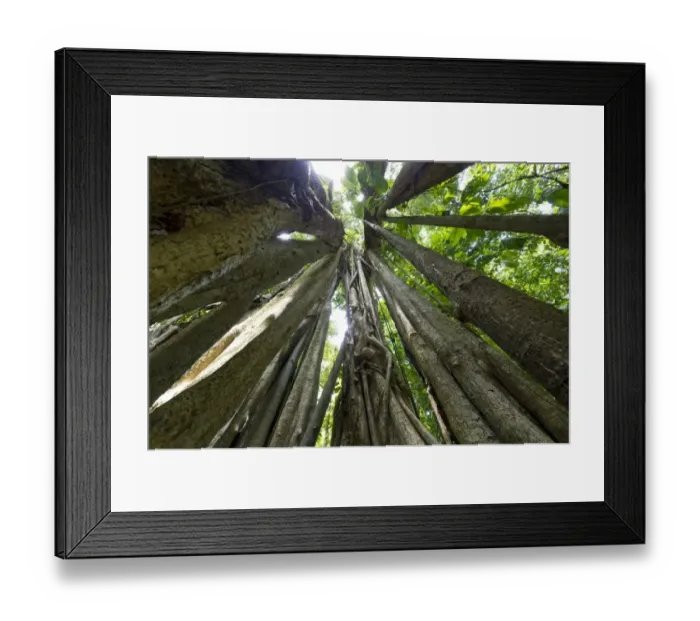 Framed Print : Skeleton of a Strangler Fig -Ficus sp. -, Sirena, Corcovado National Park, Province of Puntarenas, Costa Rica, Central America Framed Print : Skeleton of a Strangler Fig -Ficus sp. -, Sirena, Corcovado National Park, Province of Puntarenas, Costa Rica, Central America