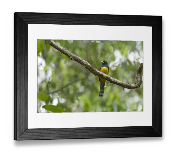 Framed Print : Black-throated Trogon -Trogon rufus-, male, Sirena, Corcovado National Park, Puntarenas Province, Costa Rica, Central America Framed Print : Black-throated Trogon -Trogon rufus-, male, Sirena, Corcovado National Park, Puntarenas Province, Costa Rica, Central America