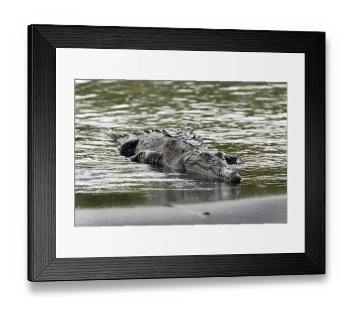 Framed Print : American Crocodile -Crocodylus acutus-, Sirena, Corcovado National Park, Puntarenas Province, Costa Rica, Central America Framed Print : American Crocodile -Crocodylus acutus-, Sirena, Corcovado National Park, Puntarenas Province, Costa Rica, Central America
