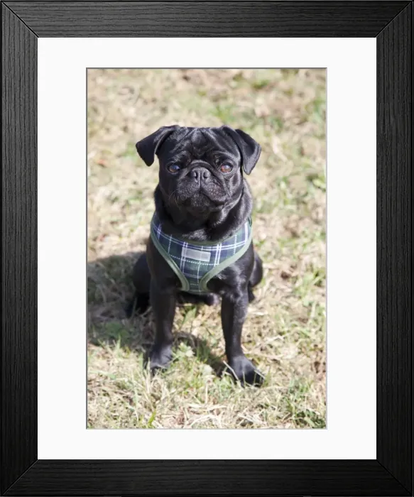 Framed Print : Black pug sitting on a meadow