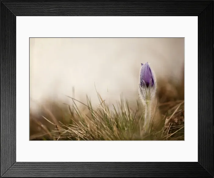 Framed Print : Pasque flower -Pulsatilla vulgaris-, Ingolstadt, Bavaria, Germany, Europe