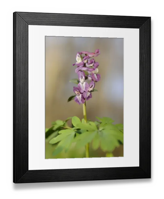 Framed Print : Corydalis -Corydalis cava-, Hainich National Park, Thuringia, Germany Framed Print : Corydalis -Corydalis cava-, Hainich National Park, Thuringia, Germany