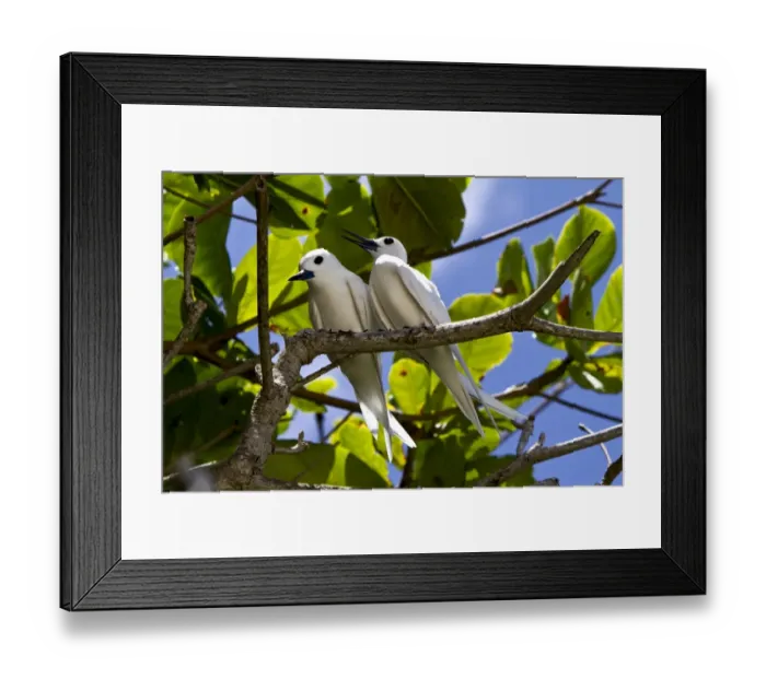 Framed Print : Common White Terns -Gygis alba-, Marianne Island, Seychelles, Africa, Indian Ocean Framed Print : Common White Terns -Gygis alba-, Marianne Island, Seychelles, Africa, Indian Ocean