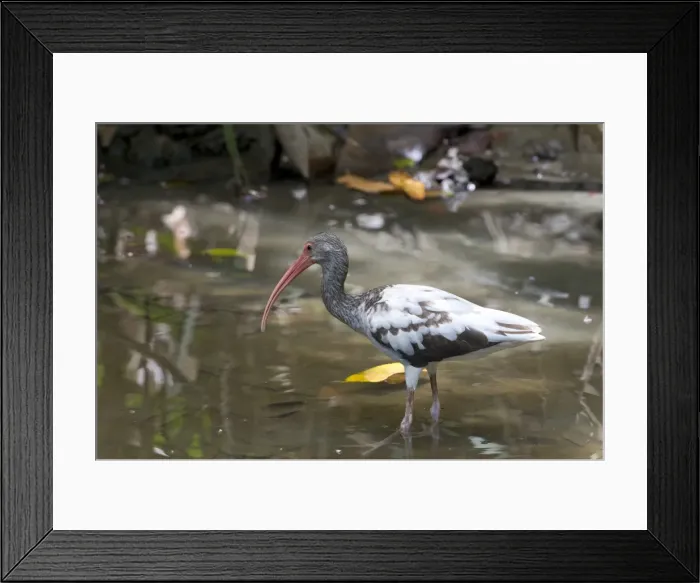 Framed Print : American White Ibis -Eudocimus albus-, Sirena, Corcovado National Park, Puntarenas Province, Costa Rica, Central America Framed Print : American White Ibis -Eudocimus albus-, Sirena, Corcovado National Park, Puntarenas Province, Costa Rica, Central America