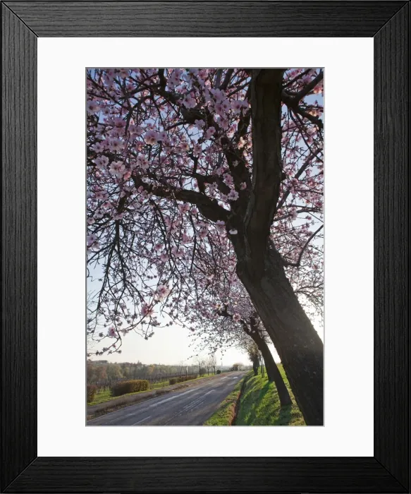 Framed Print : Blossoming almond trees -Prunus dulcis-, Rhineland-Palatinate, Germany Framed Print : Blossoming almond trees -Prunus dulcis-, Rhineland-Palatinate, Germany