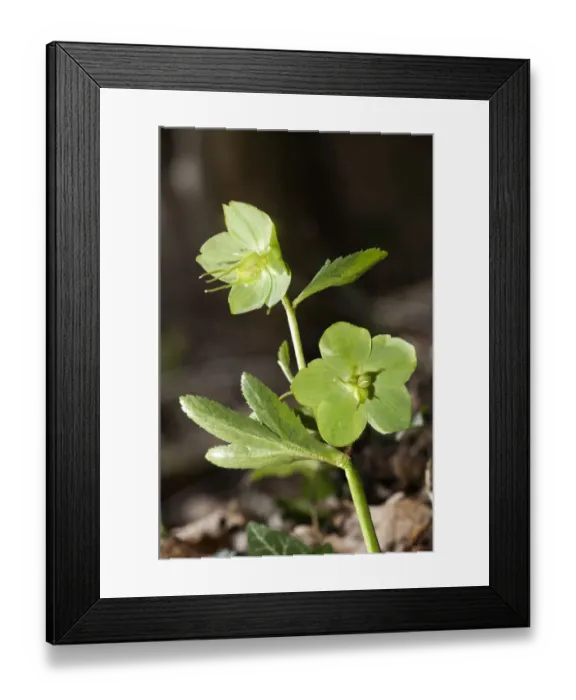 Framed Print : Green hellebore -Helleborus viridis-, rare, Niederalfingen, Baden-Wuerttemberg, Germany, Europe Framed Print : Green hellebore -Helleborus viridis-, rare, Niederalfingen, Baden-Wuerttemberg, Germany, Europe