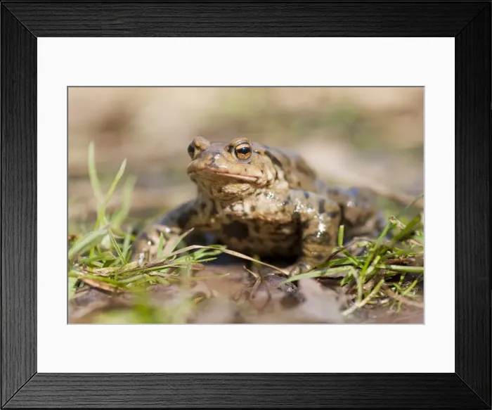 Framed Print : Common Toad or European Toad -Bufo bufo- on grass, Thuringia, Germany Framed Print : Common Toad or European Toad -Bufo bufo- on grass, Thuringia, Germany