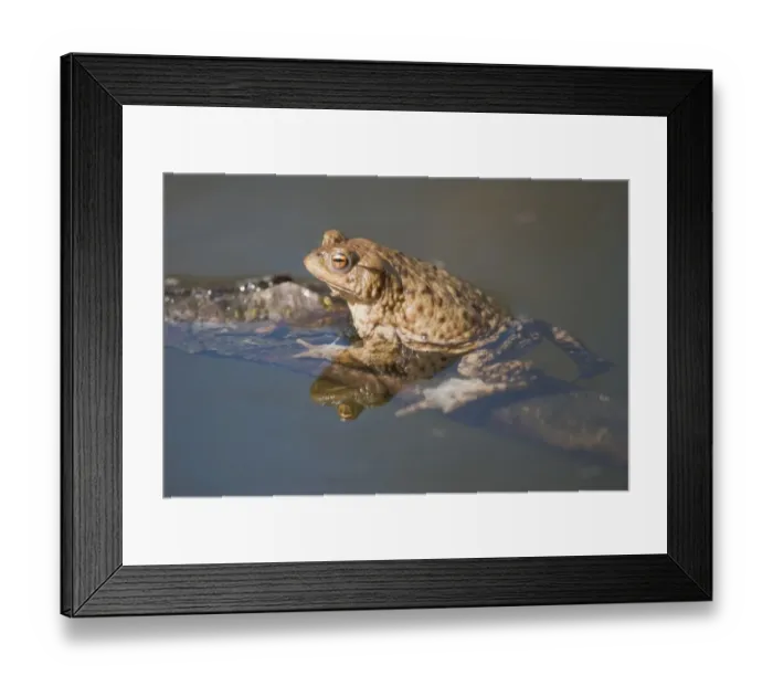 Framed Print : Common Toad or European Toad -Bufo bufo- clinging to a branch in the water, Thuringia, Germany Framed Print : Common Toad or European Toad -Bufo bufo- clinging to a branch in the water, Thuringia, Germany