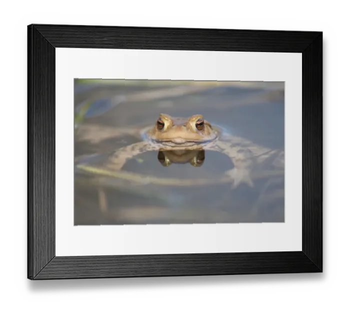 Framed Print : Common Toad or European Toad -Bufo bufo- in the water, Thuringia, Germany Framed Print : Common Toad or European Toad -Bufo bufo- in the water, Thuringia, Germany