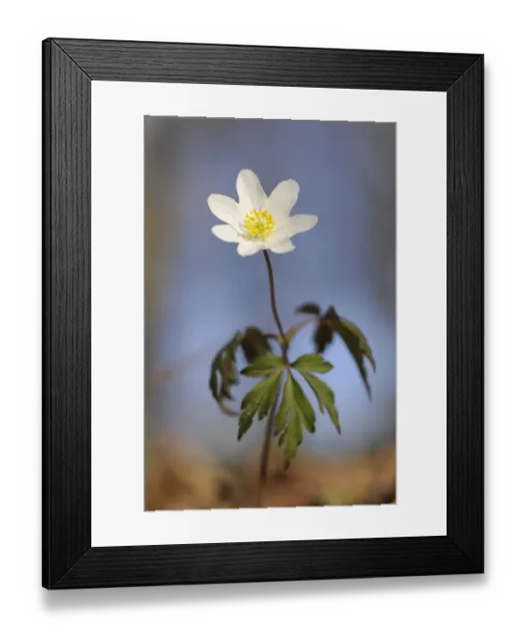 Framed Print : Wood Anemone, windflower or thimbleweed -Anemone nemorosa-, flowering, Hainich National Park, Nationalpark Hainich, Thuringia, Germany Framed Print : Wood Anemone, windflower or thimbleweed -Anemone nemorosa-, flowering, Hainich National Park, Nationalpark Hainich, Thuringia, Germany