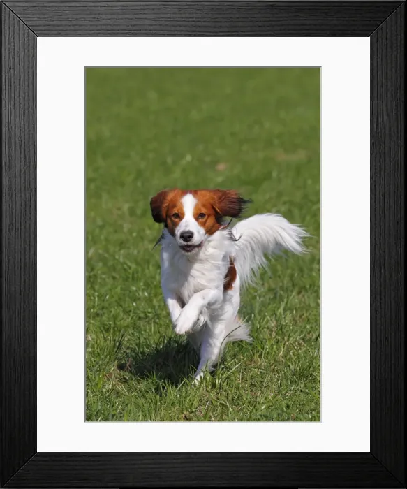 Framed Print : Kooikerhondje, Kooiker Hound -Canis lupus familiaris-, young male dog running Framed Print : Kooikerhondje, Kooiker Hound -Canis lupus familiaris-, young male dog running
