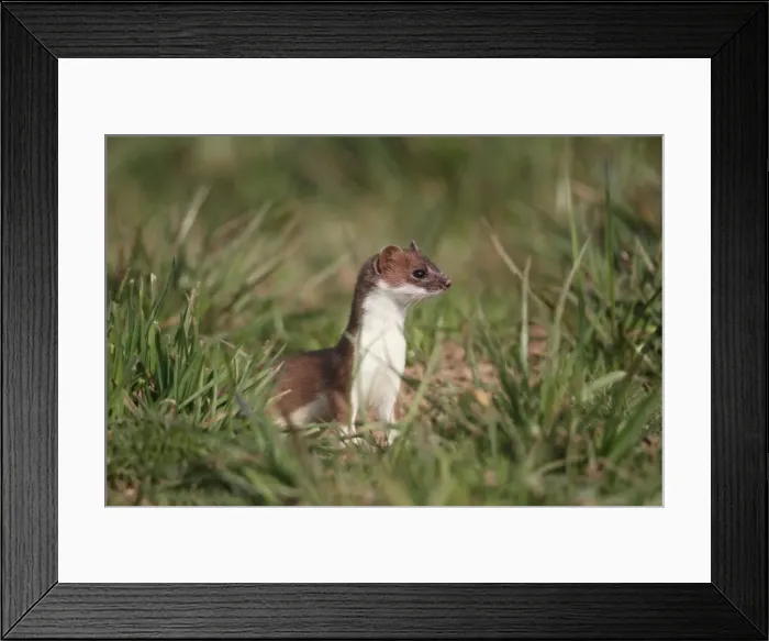 Framed Print : Ermine, short-tailed weasel -Mustela erminea-, with summer coat, sitting on a meadow, Allgaeu, Bavaria, Germany, Europe Framed Print : Ermine, short-tailed weasel -Mustela erminea-, with summer coat, sitting on a meadow, Allgaeu, Bavaria, Germany, Europe