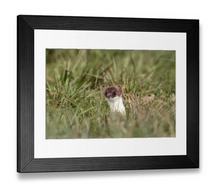 Framed Print : Ermine, short-tailed weasel -Mustela erminea-, with summer coat, looking out of its den, Allgaeu, Bavaria, Germany, Europe Framed Print : Ermine, short-tailed weasel -Mustela erminea-, with summer coat, looking out of its den, Allgaeu, Bavaria, Germany, Europe
