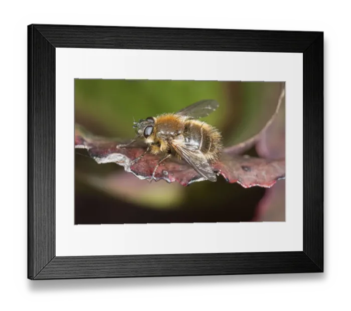 Framed Print : Hoverfly -Brachypalpus valgus-, Untergroeningen, Baden-Wuerttemberg, Germany, Europe