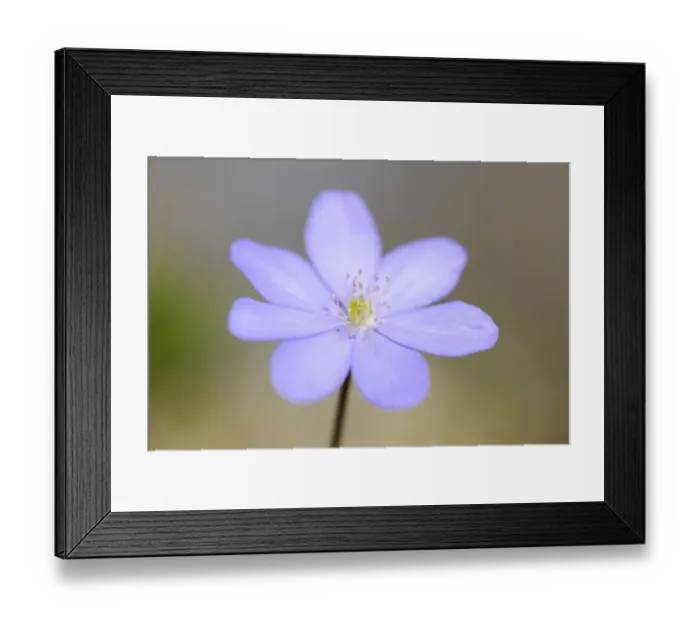 Framed Print : Hepatica or liverwort -Anemone hepatica syn Hepatica nobilis-, flower, Nationalpark Hainich, Thuringia, Germany Framed Print : Hepatica or liverwort -Anemone hepatica syn Hepatica nobilis-, flower, Nationalpark Hainich, Thuringia, Germany