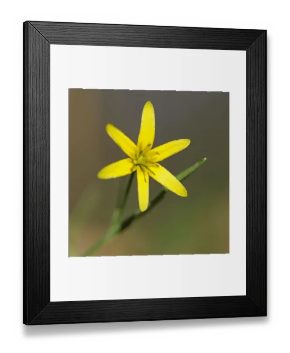 Framed Print : Yellow Star-of-Bethlehem -Gagea lutea-, Hainich National Park, Thuringia, Germany Framed Print : Yellow Star-of-Bethlehem -Gagea lutea-, Hainich National Park, Thuringia, Germany