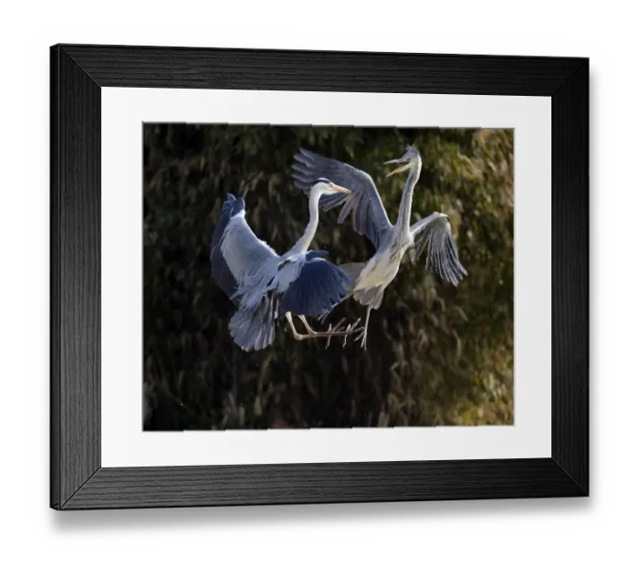 Framed Print : Fighting Grey Herons -Ardea cinerea-, Stuttgart, Baden-Wuerttemberg, Germany, Europe Framed Print : Fighting Grey Herons -Ardea cinerea-, Stuttgart, Baden-Wuerttemberg, Germany, Europe