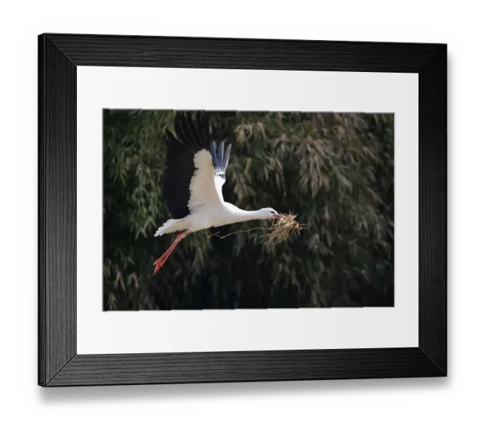 Framed Print : White Stork -Ciconia ciconia- in flight with nesting material, Stuttgart, Baden-Wuerttemberg, Germany, Europe