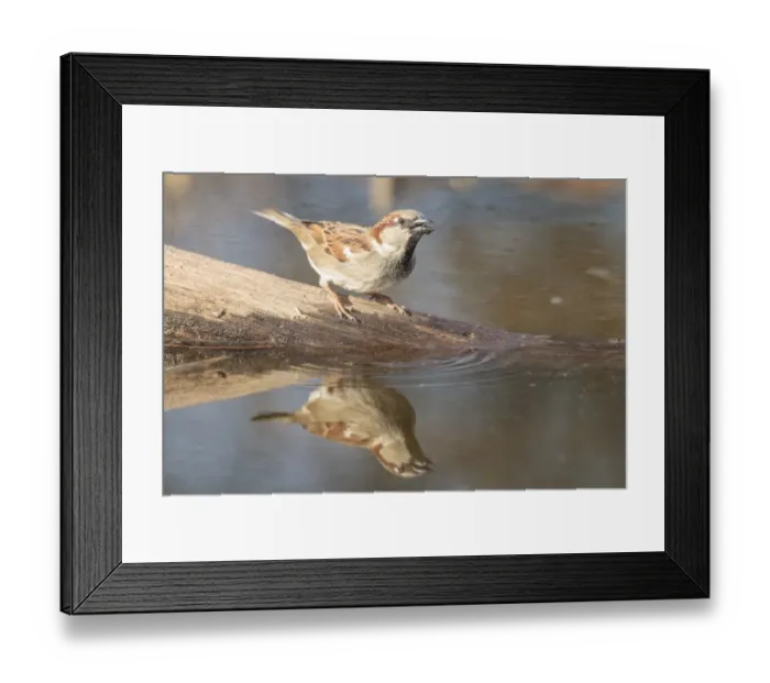 Framed Print : House Sparrow -Passer domesticus-, by the water, Limburg an der Lahn, Hesse, Germany, Europe Framed Print : House Sparrow -Passer domesticus-, by the water, Limburg an der Lahn, Hesse, Germany, Europe